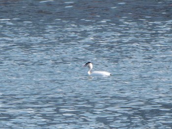 Great Crested Grebe Tokyo Port Wild Bird Park Thu, 2/8/2024