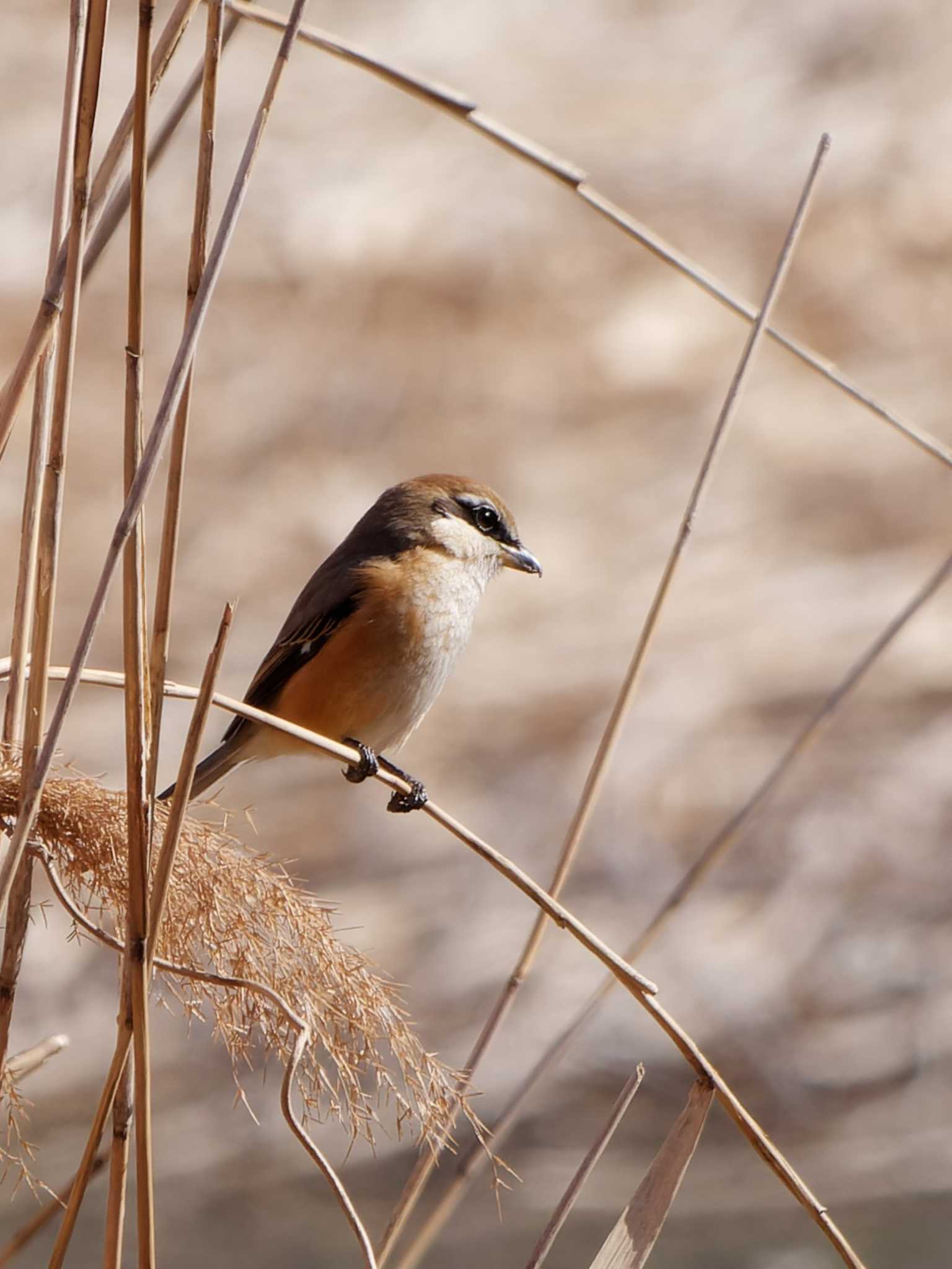 Photo of Bull-headed Shrike at Tokyo Port Wild Bird Park by 丁稚