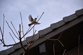 Eurasian Tree Sparrow 名古屋市 Sat, 2/3/2024