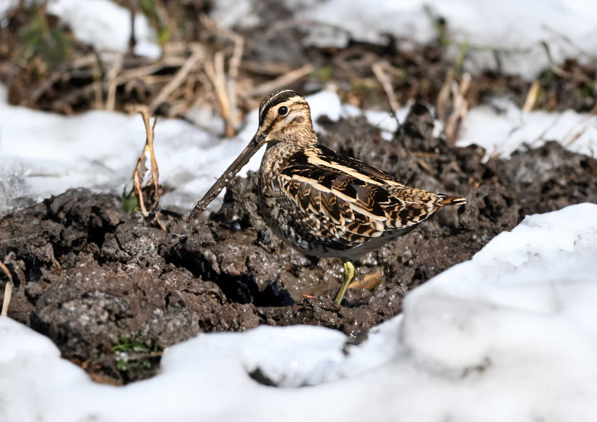 Photo of Common Snipe at Kitamoto Nature Observation Park by Yokai