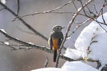 Daurian Redstart Kitamoto Nature Observation Park Wed, 2/7/2024