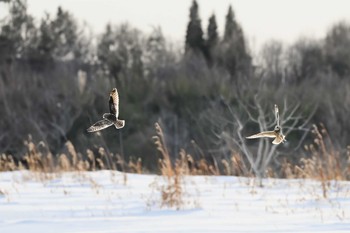 Short-eared Owl 関東地方 Fri, 2/9/2024