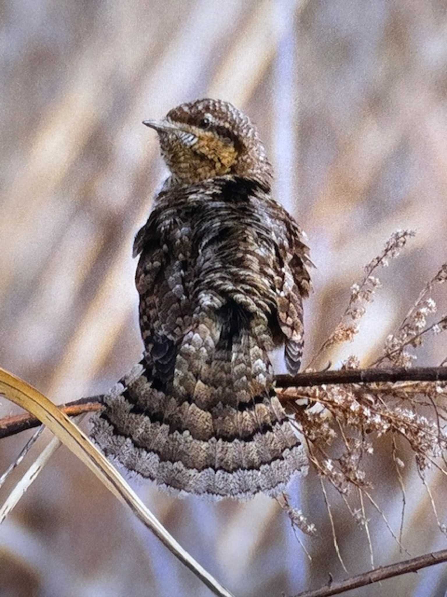 秋ヶ瀬公園 アリスイの写真 by ゆるゆるとりみんgoo