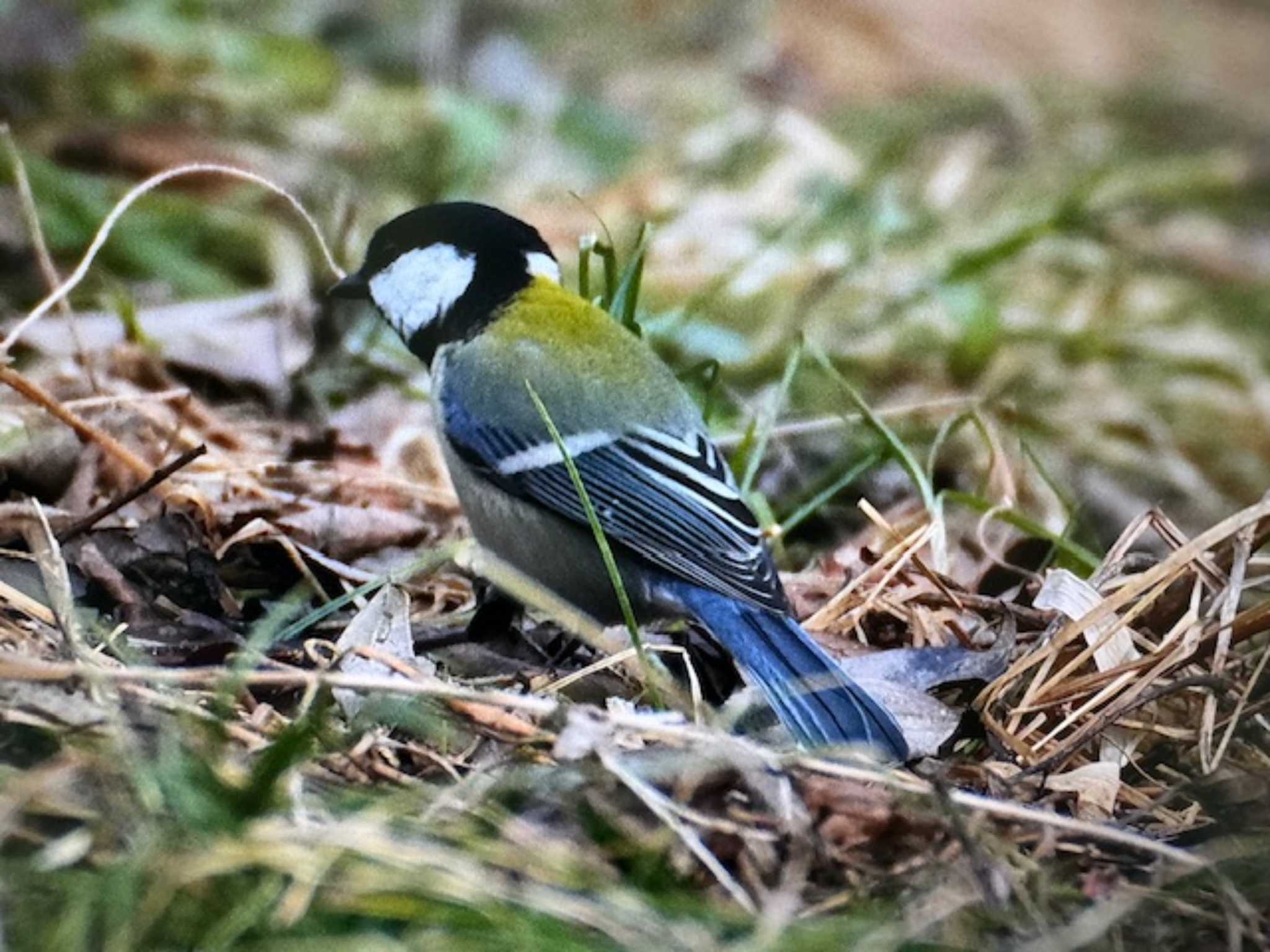 シジュウカラ