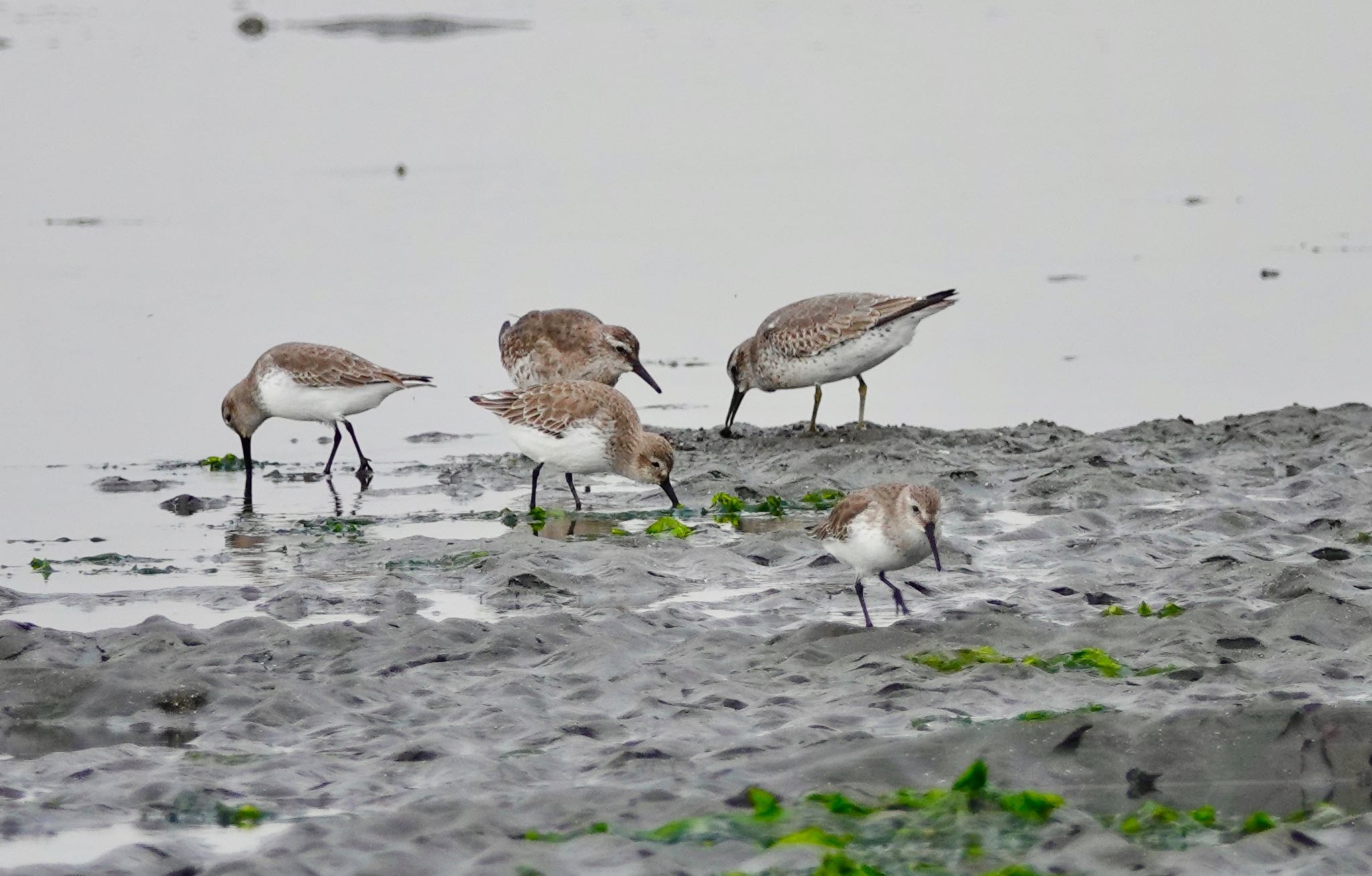 Red Knot