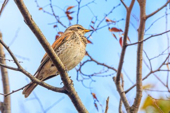 Dusky Thrush 石ケ谷公園 Fri, 1/12/2024