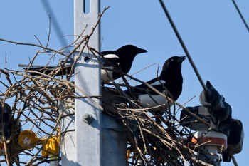 Eurasian Magpie Unknown Spots Fri, 1/26/2024