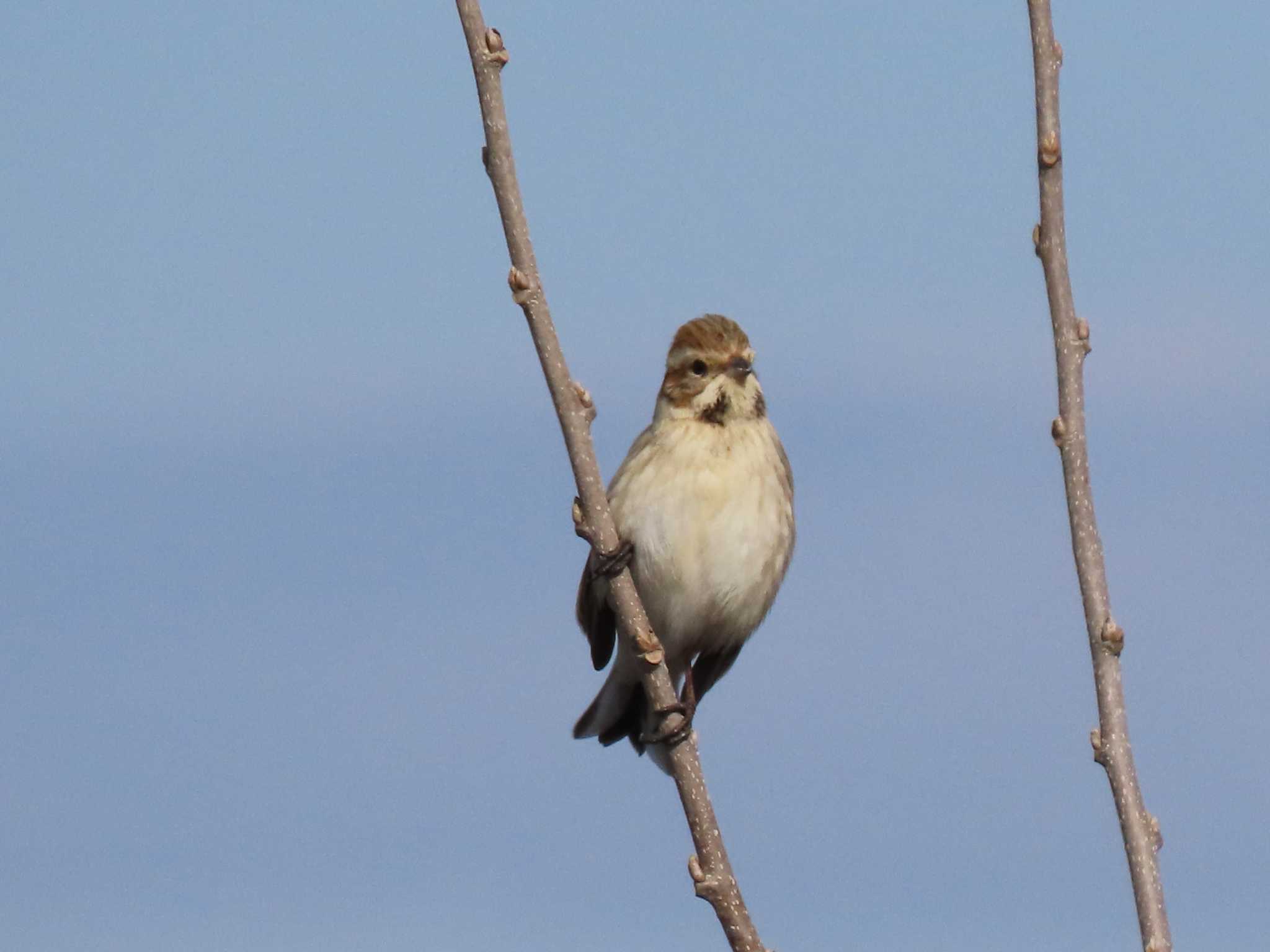 Common Reed Bunting