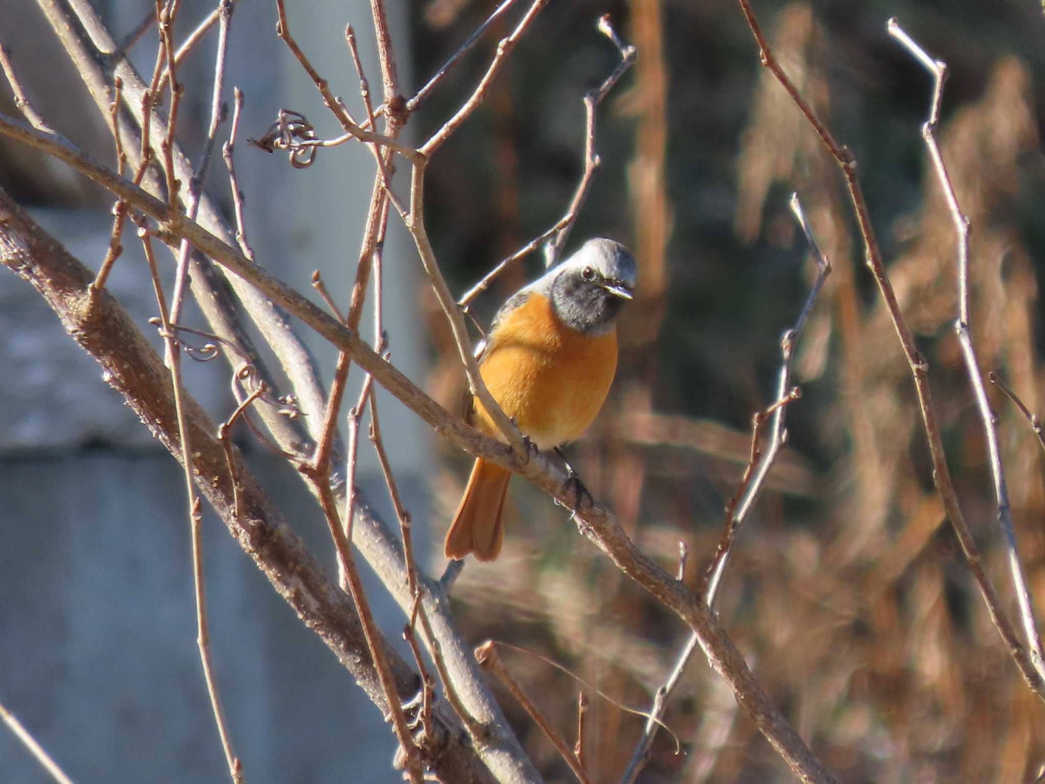 Daurian Redstart