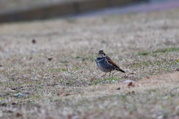 ツグミ 長浜公園 2024年2月7日(水)