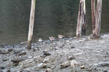 Long-billed Plover Nagahama Park Wed, 2/7/2024