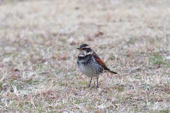 ツグミ 長浜公園 2024年2月7日(水)