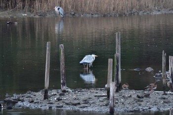 アオサギ 長浜公園 2024年2月7日(水)