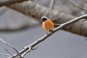 ジョウビタキ 長浜公園 2024年2月7日(水)