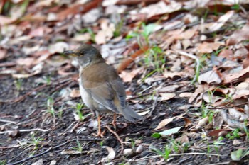 2024年2月7日(水) 長浜公園の野鳥観察記録