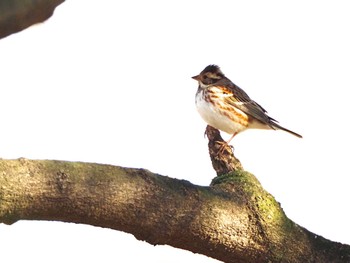 Rustic Bunting Yoyogi Park Sat, 2/10/2024