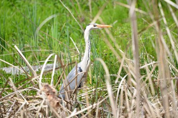 Mon, 4/16/2018 Birding report at 加木屋緑地