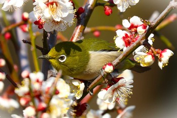 メジロ 薬師池公園 2024年2月10日(土)