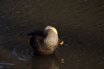 カルガモ 鶴舞公園(名古屋) 2024年2月8日(木)