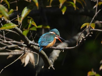 カワセミ 佐鳴湖 2024年2月10日(土)