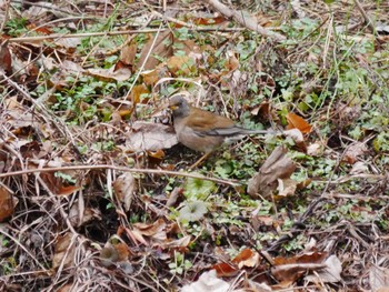 Pale Thrush 東京都 Sun, 2/4/2024