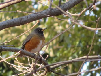 Brown-headed Thrush Unknown Spots Sat, 2/10/2024