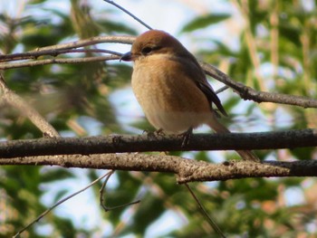 Bull-headed Shrike Unknown Spots Sat, 2/10/2024