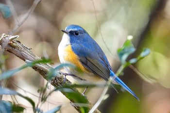 Red-flanked Bluetail 海上の森 Sat, 2/10/2024