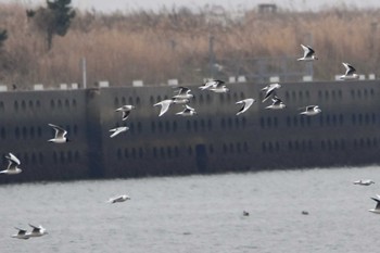 ズグロカモメ 熊本白川河口 2019年2月14日(木)