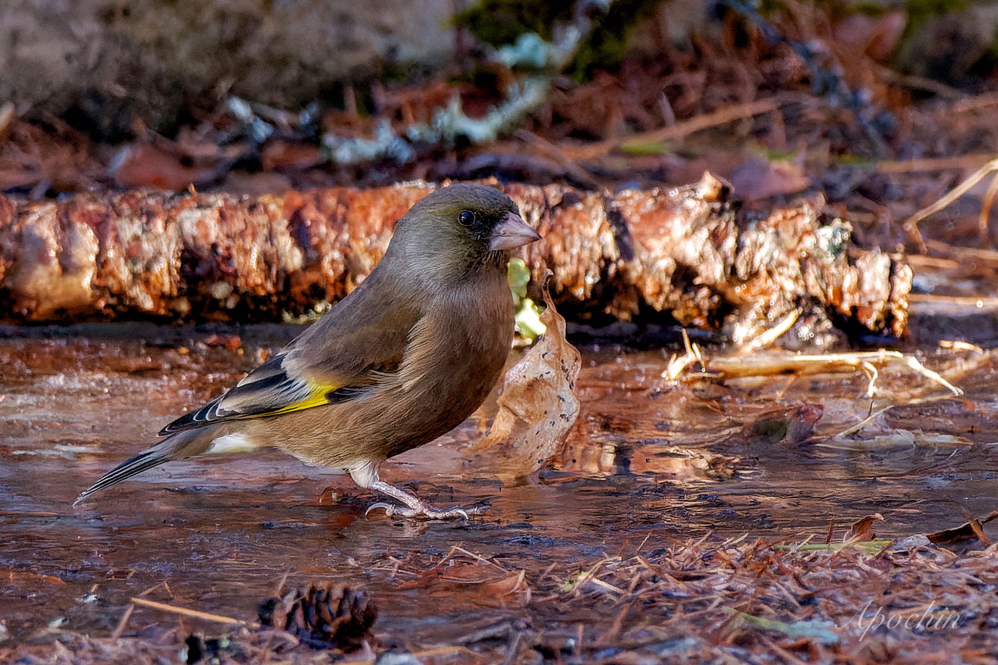 Photo of Grey-capped Greenfinch at 創造の森(山梨県) by アポちん