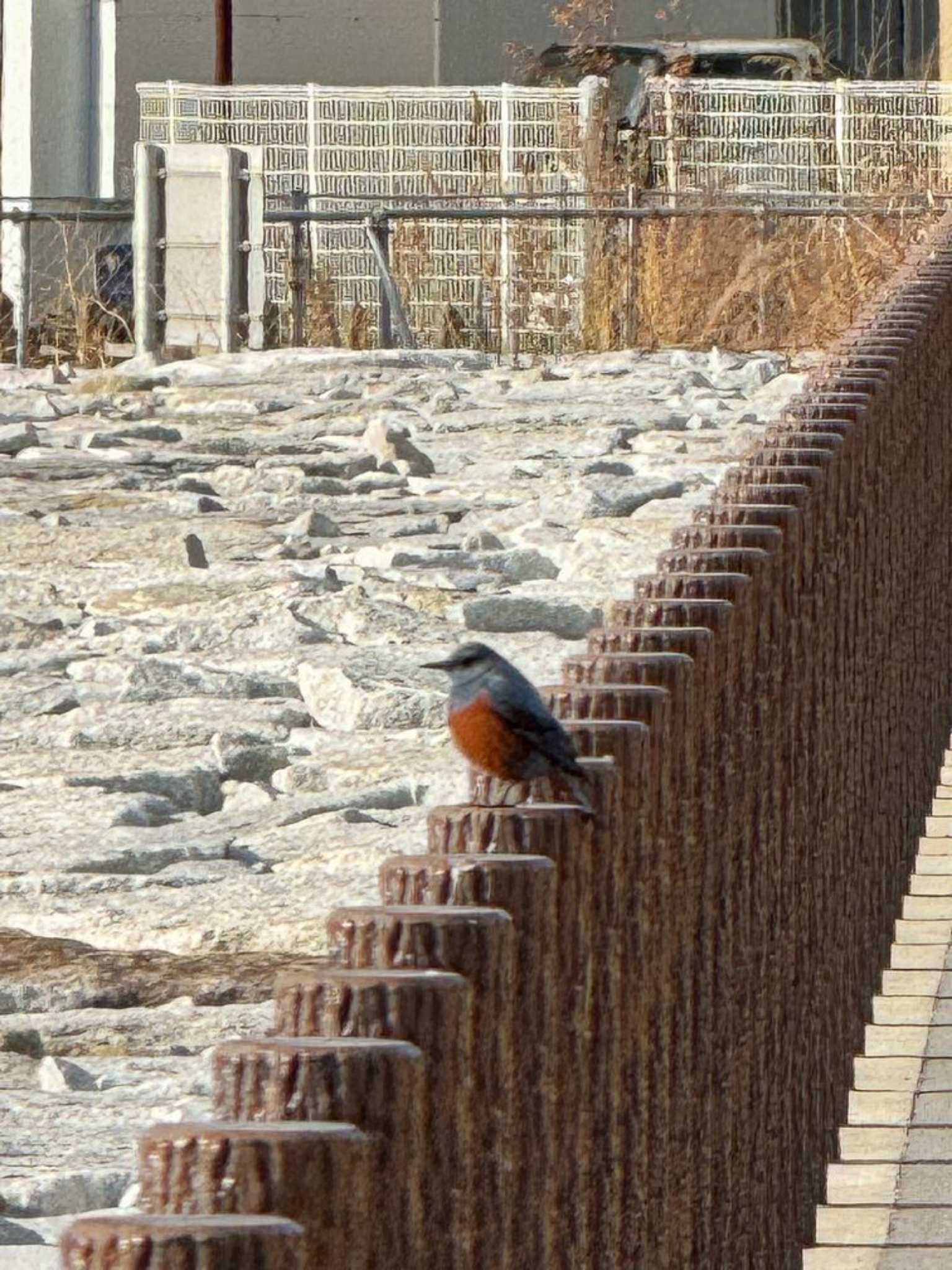 塩浜三番瀬公園 イソヒヨドリの写真 by Dp KAKi