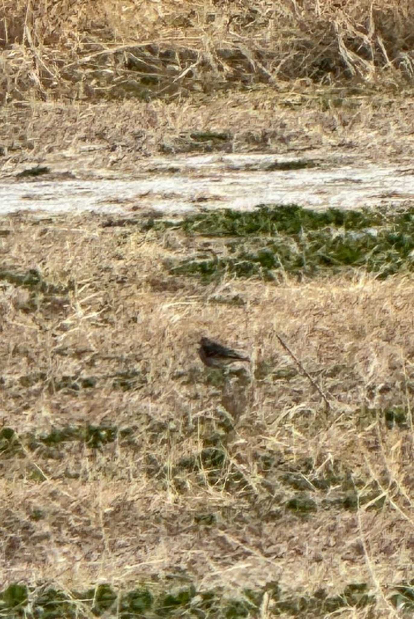 Olive-backed Pipit