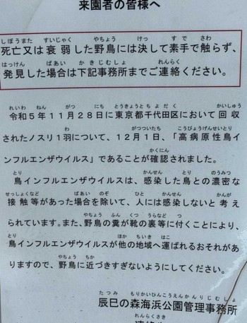 未同定 新木場緑道公園(東京都江東区) 2024年2月8日(木)