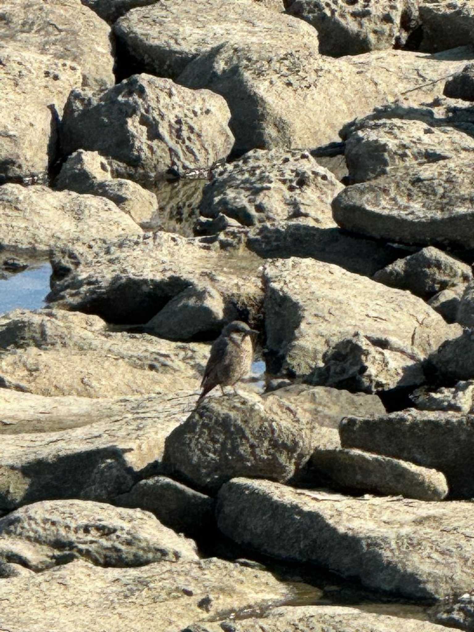 Photo of Blue Rock Thrush at 新木場緑道公園(東京都江東区) by Dp KAKi