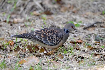 キジバト 加木屋緑地 2018年4月16日(月)