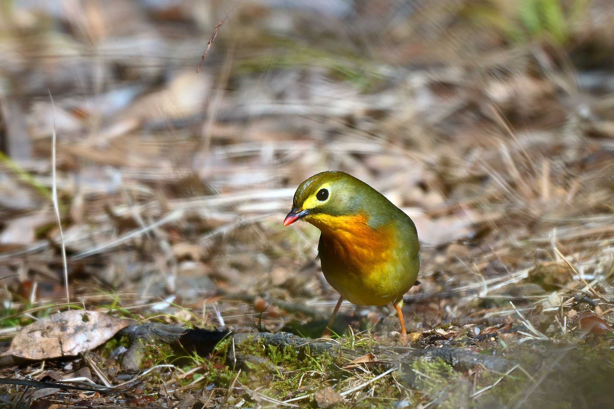 Photo of Red-billed Leiothrix at 愛知県森林公園 by ポッちゃんのパパ