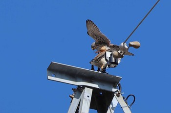 チョウゲンボウ 愛知県 2024年2月7日(水)