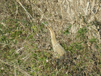 2024年2月10日(土) 大泉緑地の野鳥観察記録