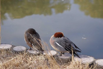 ヒドリガモ 乙戸沼公園 2024年2月10日(土)