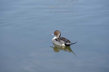 オナガガモ 乙戸沼公園 2024年2月10日(土)