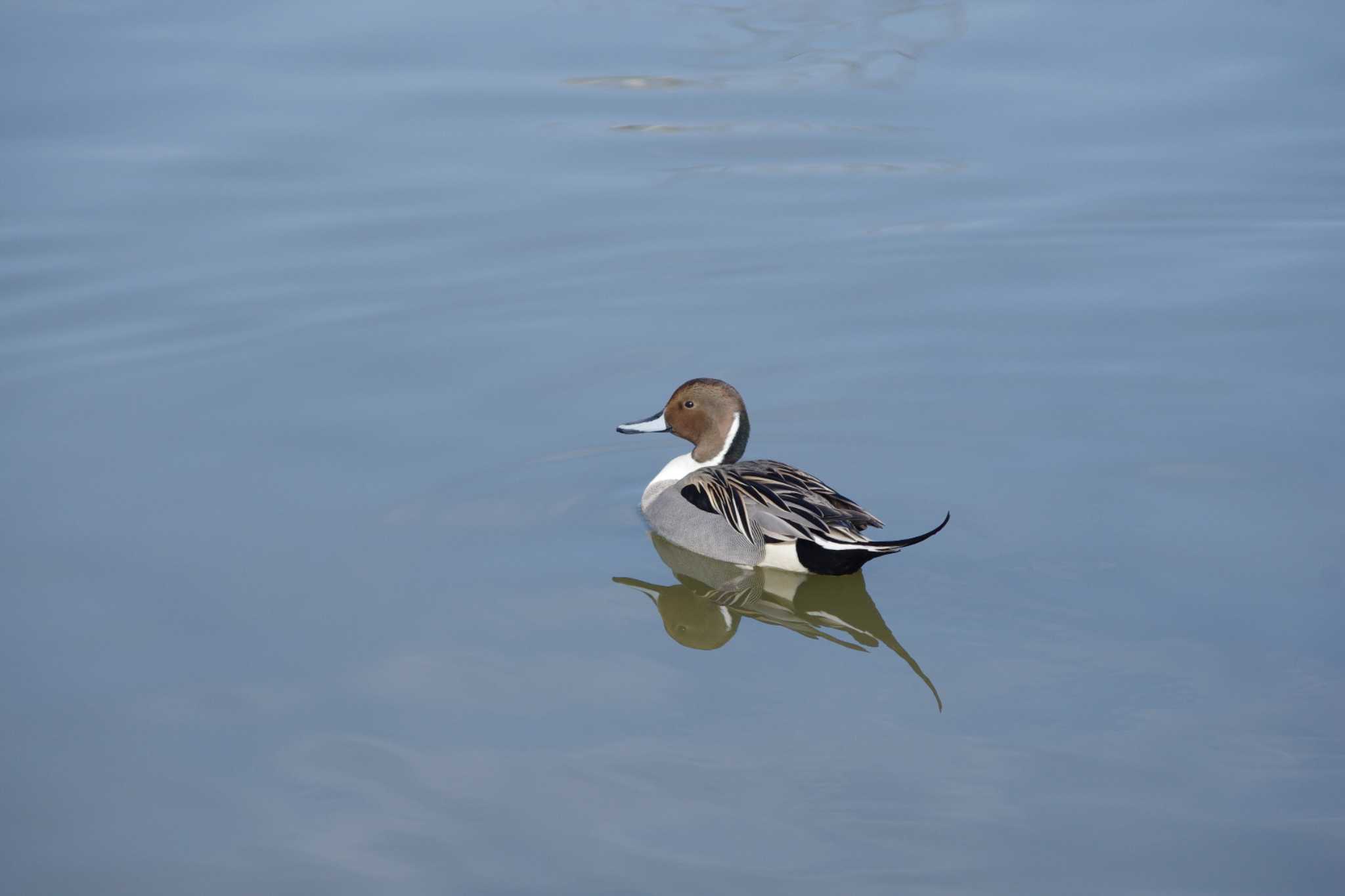 Photo of Northern Pintail at 乙戸沼公園 by アカウント15604