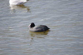 Eurasian Coot 乙戸沼公園 Sat, 2/10/2024