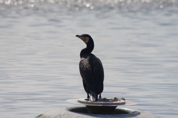 カワウ 乙戸沼公園 2024年2月10日(土)