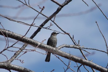 Brown-eared Bulbul 乙戸沼公園 Sat, 2/10/2024