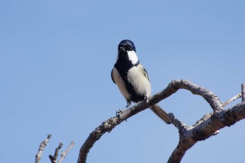 Japanese Tit 乙戸沼公園 Sat, 2/10/2024