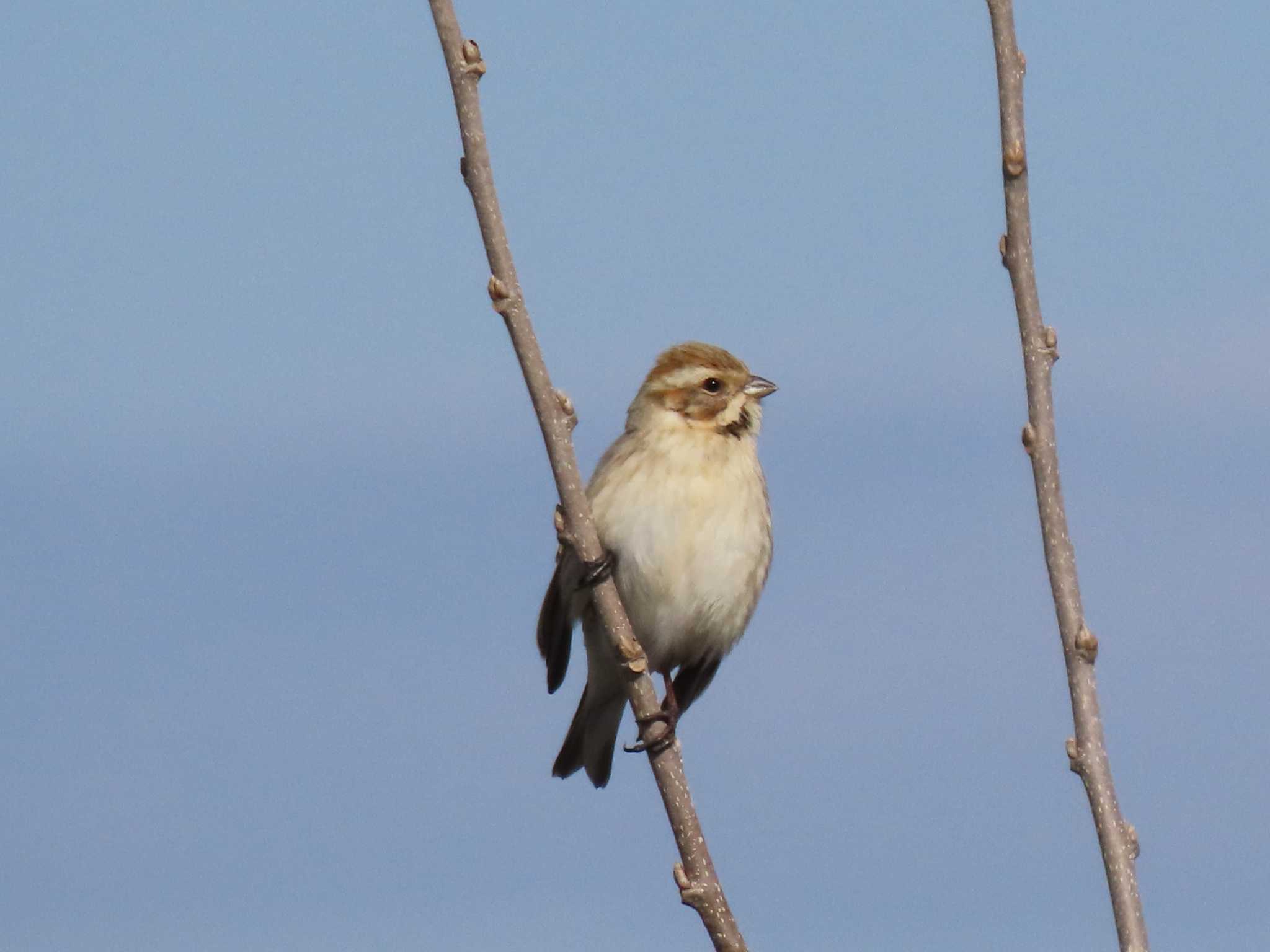 Common Reed Bunting