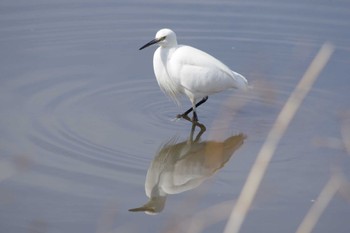 コサギ 乙戸沼公園 2024年2月10日(土)