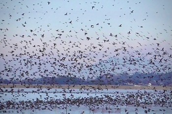 2024年1月28日(日) 北印旛沼の野鳥観察記録