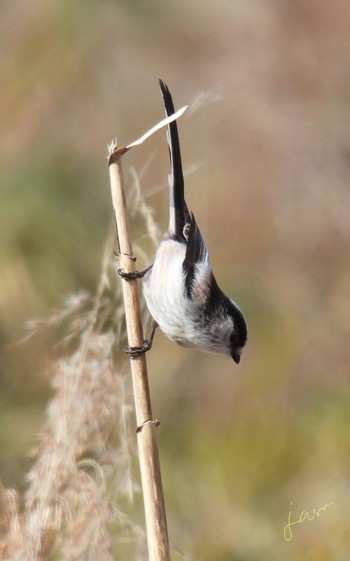 Long-tailed Tit 河川環境楽園 Sat, 2/10/2024