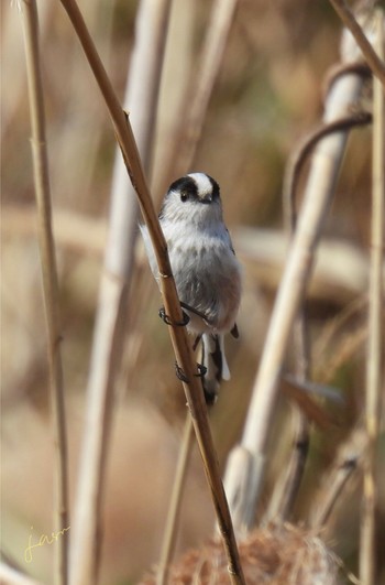 Long-tailed Tit 河川環境楽園 Sat, 2/10/2024